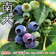 美外種苗藍莓樹(shù)果苗帶花苞藍莓苗果樹(shù)果苗南北方種植兔眼盆栽 南大藍莓5年苗(當年結果苗)養死