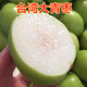 大青棗樹(shù)苗 嫁接棗子苗 盆栽地栽果樹(shù)苗四季結果棗子樹(shù)苗庭院陽(yáng)臺南北方種植當年結果 3年苗