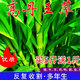 萌蘊（MengYun）進(jìn)口牧草種子四季可種高丹王草種子大葉多年生魚(yú)草養殖豬牛羊雞鴨 【高產(chǎn)型】高丹王草1斤