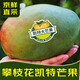 庾豐 當(dāng)季現(xiàn)摘芒果 新鮮水果整箱 熱帶青皮芒 當(dāng)季孕婦 生鮮 團(tuán)購送禮 5斤裝（凈果4.5斤）優(yōu)選果