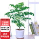 歐芽幸福樹大型盆栽 大樹樁小樹苗綠植物室內(nèi)客廳 50cm幸福樹(獨桿) 不含盆