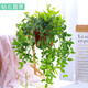 行湘鉆石翡翠吊蘭盆栽綠植垂吊客廳植物凈化空氣+塑料吊蘭盆 源頭直發(fā)