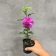 曼杉園（manshanyuan）小木槿盆栽薄荷冰當(dāng)年開(kāi)花紫玉藍(lán)莓冰沙木槿花樹(shù)苗耐寒熱植物大花 紫玉大花木槿 中苗40-80cm原盆發(fā)貨