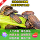 【杜比亞蟑螂-活體】鬃獅糧倉鼠糧守宮龍魚鸚鵡魚龜糧活體飼料 精選鮮活1.5-2厘米杜比300只