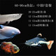 樂(lè )淘逸寵樂(lè )淘逸寵鸚鵡魚(yú)地圖戰船魚(yú)紅尾皇冠財神淡水熱帶觀(guān)賞魚(yú)活體 招財中級套餐F發(fā)順豐