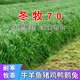 春枝韻黑麥草種子多年生紫花苜蓿牧草種子畜牧養殖草種雞鴨牛羊魚(yú)草種籽 冬牧70黑麥/10斤裝散裝