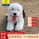 柴墨精品古代牧羊犬幼犬家養(yǎng)寵物狗狗活體血統(tǒng)古牧犬幼崽小狗 寵物級 【古代牧羊犬】