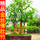 精品小型金葫蘆竹金絲佛肚竹羅漢竹苗矮化竹子苗佛竹密節(jié)竹大肚子竹四季常青 1盆金絲佛肚竹1枝條/品種很稀少/太陽(yáng)越曬越金黃色