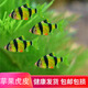 虎皮魚四間魚活體魚熱帶魚淡水魚小型魚群游觀賞魚皮實新手好養(yǎng)魚 5條蘋果虎皮1.8-2.5厘米
