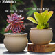 OEMG多肉花盆粗陶原土燒制無(wú)釉多肉植物陶瓷花盆簡(jiǎn)約創(chuàng  )意盆栽綠植拇指 粗陶2號6號