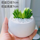 墨一多肉植物帶盆栽好辦公室桌面盆栽組合綠植花卉瓷盆栽好新手好養 玉扇 瓷盆栽好