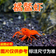 噢水噢鰲蝦觀賞蝦魚缸淡水寵物大型水族活體蝦龍紋天空藍魔紅白藍小鰲蝦 紅螯蝦2-3厘米1對
