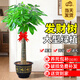 愛(ài)優(yōu)尚發(fā)財樹(shù)大型綠植室內好養步步高招財樹(shù)辦公室喬遷開(kāi)業(yè)花卉盆景客廳 【送裝飾禮】獨桿1.1-1.2m福字盆
