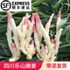 辰實四川嫩姜【現(xiàn)挖發(fā)順豐】嫩仔姜新鮮 子姜紅芽姜醋泡姜 2斤 四川嫩仔姜【發(fā)順豐】