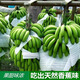 廣西高山大香蕉現(xiàn)摘新鮮孕婦水果甜生青香蕉banana自然熟大果整箱 9斤【超值力薦】