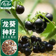 壽禾 黑悠悠種子苗龍葵葡萄葵果種籽食用 濰育墨豐野葡萄種子5000粒