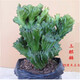 聽雪樓多肉植物玉麒麟盆栽花卉仙人掌麒麟掌室內(nèi)辦公桌擺趣味 h 玉麒麟中號【20-25cm高】