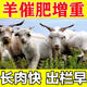 羊增肥催肥增重王促生長肥霸飼料添加劑雞鴨鵝牛羊預(yù)混料禽用獸用 5包【買3送2】貪吃貪睡猛長