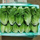 格沃斯（GEWOSI）意大利奶油生菜青蔬菜沙拉餐新鮮批發(fā)火鍋涮菜烤肉包菜葉兒菜新鮮 精選去皮去壞葉一斤