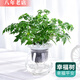 雅卉幸福樹(shù)梔子花綠蘿吊蘭蘆薈綠植盆栽室內水培植物花卉 幸福樹(shù)(大收腰玻璃瓶) 含盆