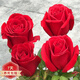 花友卡羅拉 紅玫瑰花苗 黑玫瑰花卉觀(guān)花植物陽(yáng)臺盆栽大花月季 卡羅拉【經(jīng)典紅玫瑰】 不含盆