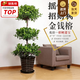 嘆為觀(guān)止大型植物發(fā)財樹(shù)各種大顆盆栽開(kāi)業(yè)喬遷客廳辦公室內好養大型花卉 搖錢(qián)樹(shù)【1.5-1.7米】 含盆