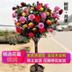 樹狀月季花苗 大花盆栽樹形樹樁庭院嫁接玫瑰棒棒糖花卉高桿月季樹樁花樹庭院種植四季開花濃香型大花月季 混色 2公分