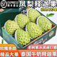 京遇良橙泰國牛奶釋迦果鳳梨釋迦果番荔枝佛頭果新鮮水果禮盒 凈重2斤中果嘗鮮【約5-6個(gè)】