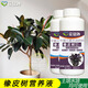 花員外橡皮樹專用肥料黑金剛植物營(yíng)養(yǎng)液橡膠樹花葉橡皮樹防治黃葉營(yíng)養(yǎng)水 橡皮樹黑金剛營(yíng)養(yǎng)液一瓶