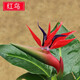 傾顏 50-60厘米高一盆3棵天堂鳥(niǎo)鶴望蘭苗室內大型綠色植物四季常青客