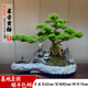 卓美御庭高端黃楊造型盆景老樁真樹室內(nèi)外庭院客廳陽臺辦公室耐活好養(yǎng)盆栽 黃楊58號