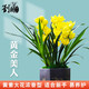 劉閣蘭花建蘭四季蘭花苗矮種禪月達摩 現帶花苞出售桌面盆栽花卉好養綠植 黃金美人5苗連體裸根