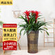 Only you【兩小時(shí)達】發(fā)財樹(shù)搖錢(qián)樹(shù)龜背竹綠蘿盆栽大型植物公司門(mén)口開(kāi)業(yè) 三株鴻運當頭（ 大展宏圖）