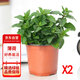 花行榜薄荷盆栽花卉綠植清新可食用薄荷葉植物 原盆2盆源頭直發(fā)