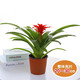 愛(ài)你一萬(wàn)年鴻運當頭盆栽大展宏圖花卉植物室內綠植大型好養鳳梨四季開(kāi)花紅掌 鴻運當頭20厘米高原盆