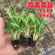 西芝莧菜苗蔬菜秧苗四季菜苗夏季菜苗空心菜苗苦瓜苗秋葵苗生菜苗茼蒿 小葉茼蒿苗10棵