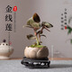 臨雅金線蓮盆栽客廳桌面綠植花卉室內(nèi)四季好養(yǎng)植物源頭直發(fā)禪意蓮花盆