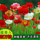 冰島虞美人花種籽子冬季耐寒春夏開(kāi)花易種植花種室外冰島虞美人 虞美人種子【混色】1萬(wàn)粒+肥料