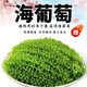 SOXW海葡萄即食新鮮鹽漬植物魚子醬海藻帶菜水葡萄海草 100g*3包海葡萄 配蘸料