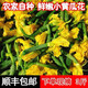 新鮮小黃瓜花當(dāng)季鮮嫩迷你青瓜苗頂花青瓜花特菜小嫩水果黃瓜頂花 1000g