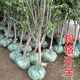 嫁接蘋(píng)果樹(shù)苗冰糖心紅富士蘋(píng)果苗南北方盆栽地栽當年結果樹(shù)苗大全 8年苗【拍下留言品種】