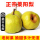 【順豐】萊陽(yáng)慈梨 山東煙臺萊陽(yáng)特產(chǎn)貢梨脆甜梨子 新鮮水果 5斤中果7-8個(gè) 精選