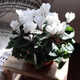 御春閣仙客來(lái)盆栽室內花卉 兔子花 花苗兔耳花蘿卜海棠帶盆帶花帶土發(fā)貨 仙客來(lái)白色（帶花苞）原盆原土