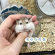 可愛(ài)萌萌噠家養倉鼠老公公老婆婆小巧親和可上手靈活 老公公