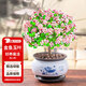 花翁 金枝玉葉多肉植物雅樂之舞綠植室內(nèi)盆景含荷韻青花瓷盆源頭直發(fā)
