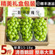 可香蜜云南玫瑰陽(yáng)光葡萄 5斤彩箱爆甜提子晴王禮盒裝順豐 約5斤2-5串一級(jí)果彩箱順豐5斤 5g