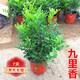 米蘭花盆栽 九里香室內陽(yáng)臺盆栽花卉綠植 芳香植物 觀(guān)花米蘭小盆景 九里香 四年苗