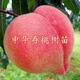 中華壽桃樹(shù)苗南北方地栽種植特大桃樹(shù)果苗盆栽嫁接活苗當年結果 中華壽桃樹(shù)苗 8年大苗【原土球發(fā)貨】1棵