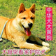佳木為香中華田園犬幼犬土狗寵物狗活體寵物土松土獵活寵小狗大黃狗小奶狗 混血級 小黃狗 公