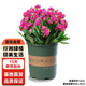 行湘長壽花盆栽花卉桌面綠植盆栽 紫色帶花苞+塑料加侖盆 源頭直發(fā)